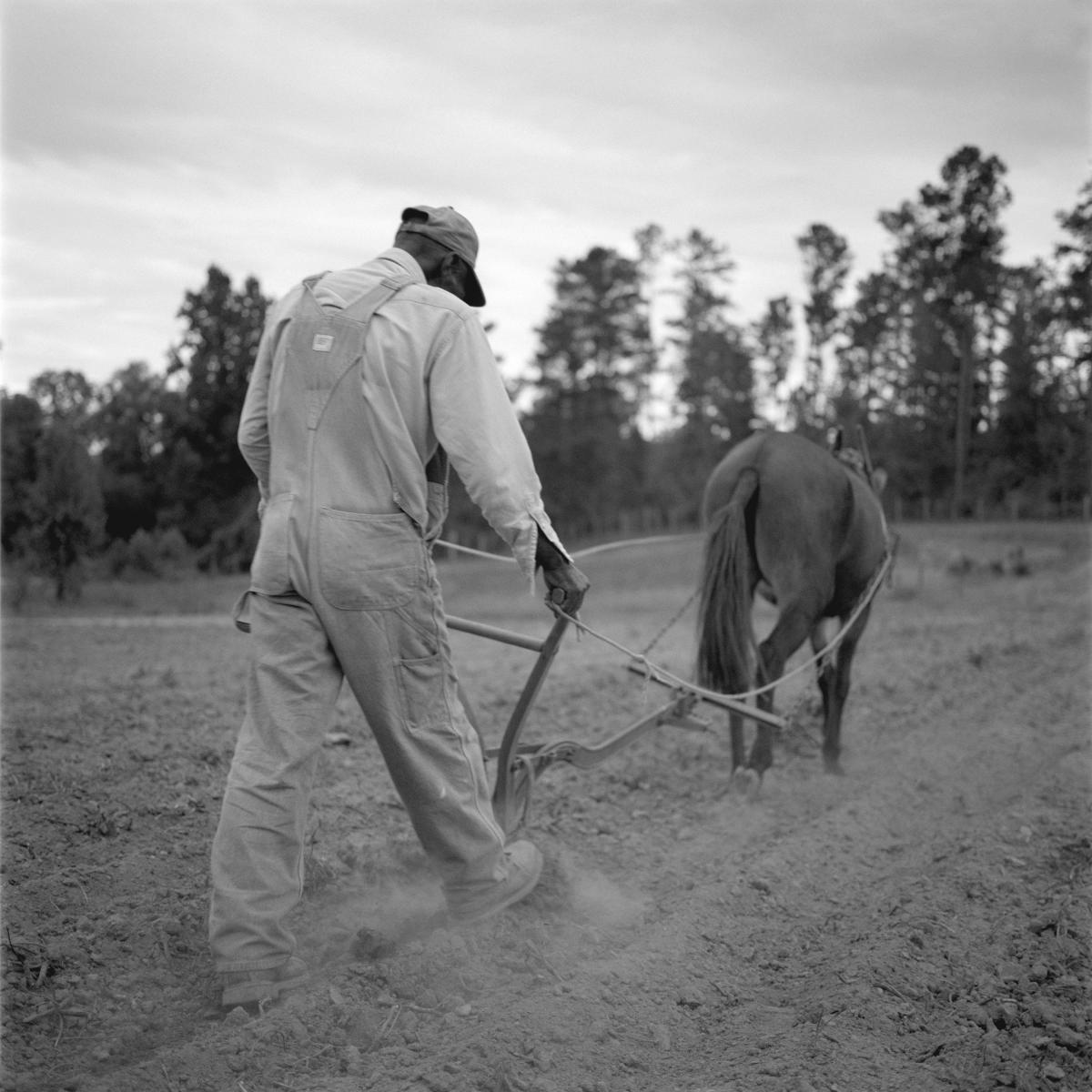 <p><center>Lee County, Alabama:</center></p>
Jerry Singleton plowing with "Tat" preparing his field for seeding. : Images : AMERICAN BLACK FARMERS PROJECT - John Ficara