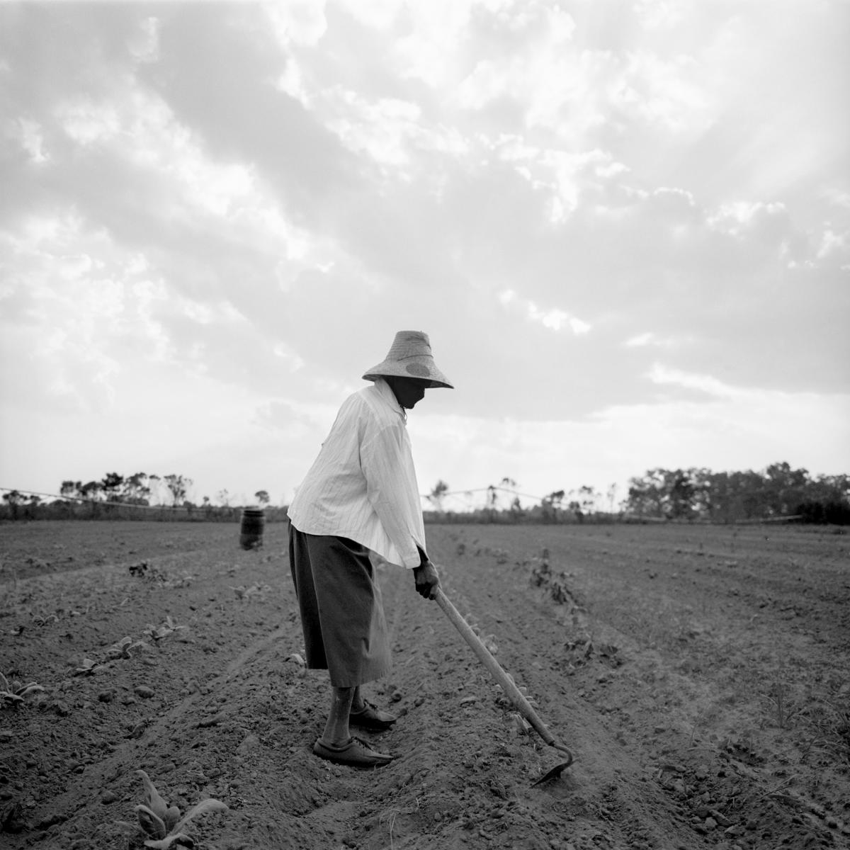 <p><center>Brooks County, Georgia:</center></p>
 Rosa Murphy, in her eighties continues to light work in her fields. : Images : AMERICAN BLACK FARMERS PROJECT - John Ficara