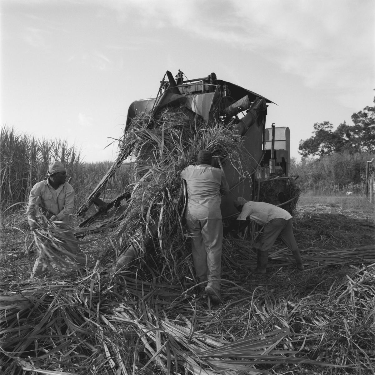 <p><center>Saint Mary Parish, Louisiana:</center></p>
Cleaveland Jackson ( center ) pulls sugar cane stalks from his old harvester with the help of his cousin and a neighbor. The decrepit machine frequently jams, which translates into time lost removing the sugarcane from the fields. : Images : AMERICAN BLACK FARMERS PROJECT - John Ficara