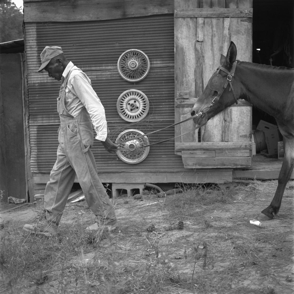 <p><center>Lee County, Alabama:</center></p>
Jerry Singleton, eighty-one years old and last generation farmer returns "Tat" to the grazing pasture after some light plowing. Singleton. continues to farm 12 acres of produce, but uses an old tractor for heavier plowing. : Images : AMERICAN BLACK FARMERS PROJECT - John Ficara