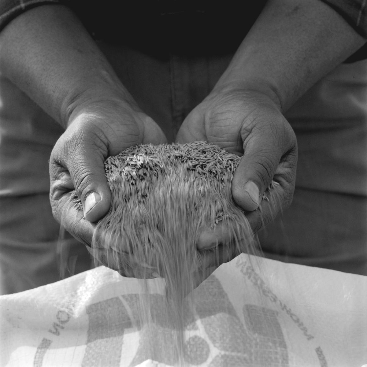 <p><center>Halifax County, North Carolina:</center></p>
Cotton Seed. : Images : AMERICAN BLACK FARMERS PROJECT - John Ficara