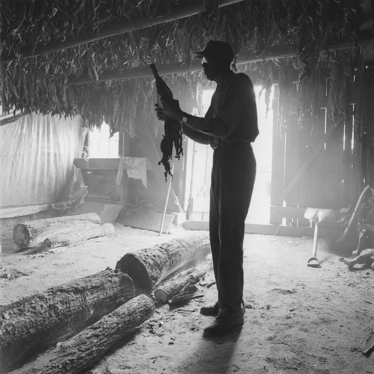 <p><center>Buckinham County, Virginia:</center></p>
Weeks after removing tobacco from the field, Hoover Johnson inspects some tied leaves that have been curing. Unlike newer tobacco barns constructed of metal and heated with gas, Johnson's wooden barn uses a large smoldering log  for heating and curing. : Images : AMERICAN BLACK FARMERS PROJECT - John Ficara