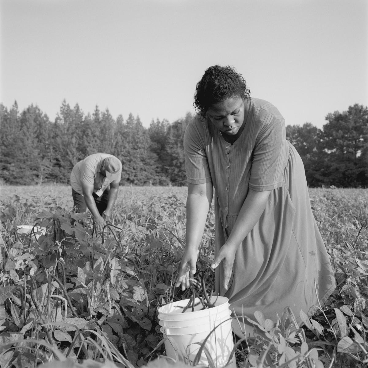 <p><center>Sumter County, Alabama:</center></p>
Anne Williams helps her husband, Charles pick peas and other produce during harvest season. : Images : AMERICAN BLACK FARMERS PROJECT - John Ficara