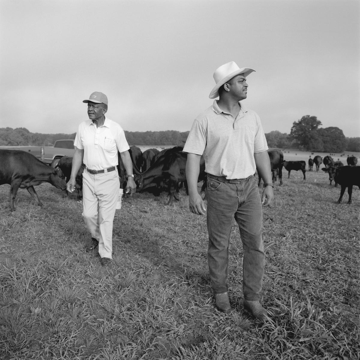 <p><center>Greene County, Alabama:</center></p>
Third-generation cattle farmer Harry Means and his son Donald walk through a pasture looking for one of their large breeding bulls that continues to break out of fenced spaces. Harry in his seventies can no longer control the 2,600 pound bull. They have been trying for days to herd the bull into a trailer for transport to the stockyards where it will be auctioned. : Images : AMERICAN BLACK FARMERS PROJECT - John Ficara